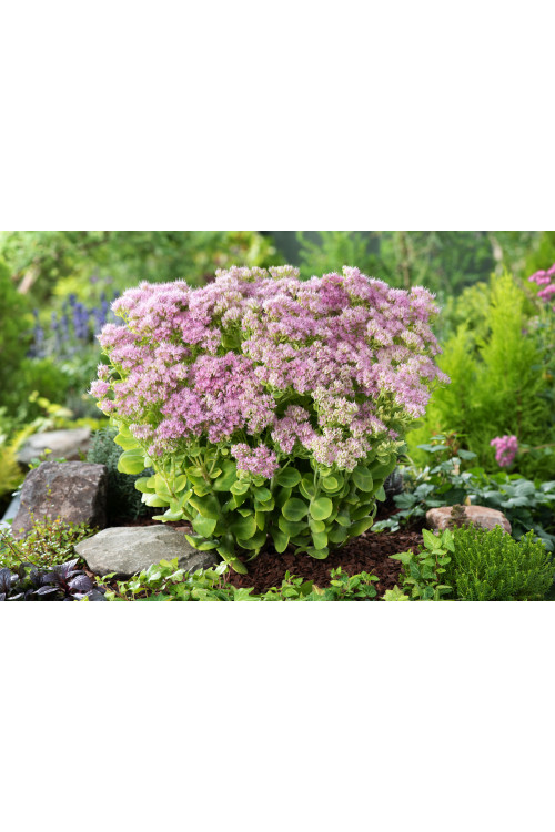 Rozchodnik okazały 'Brillant' | Sedum spectabile