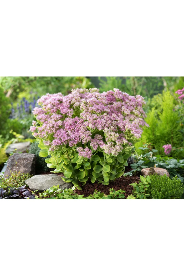 Rozchodnik okazały 'Brillant' | Sedum spectabile