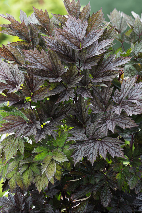 świecznica, świecznica Brunette, świecznica o ciemnych liściach, cimicifuga, pluskwica groniasta, actaea, pachnące kwiaty