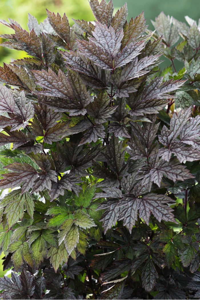 świecznica, świecznica Brunette, świecznica o ciemnych liściach, cimicifuga, pluskwica groniasta, actaea, pachnące kwiaty