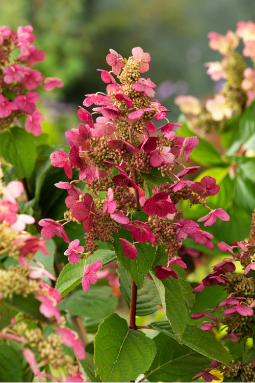hortensja, hortensja bukietowa, hortensja Magical Flame, hydrangea, hydrangea paniculata