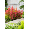 Berberys Thunberga 'Orange Sunrise' Berberis thunbergii
