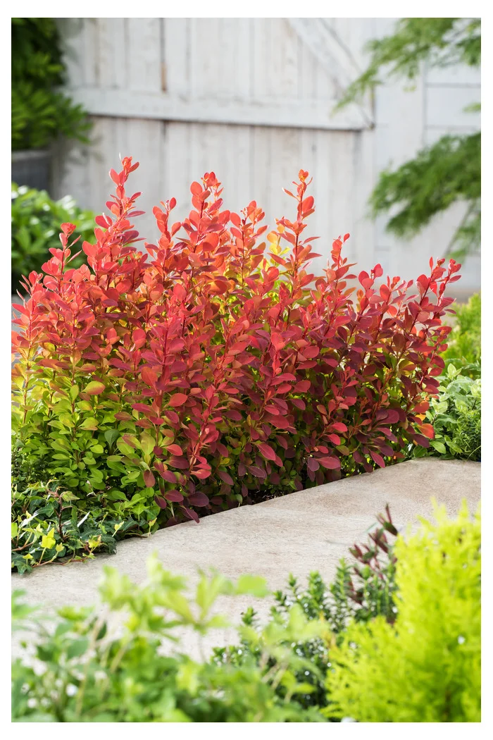 Berberys Thunberga 'Orange Sunrise' Berberis thunbergii