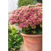Rozchodnik karpacki 'Autumn Joy' | Sedum telephium
