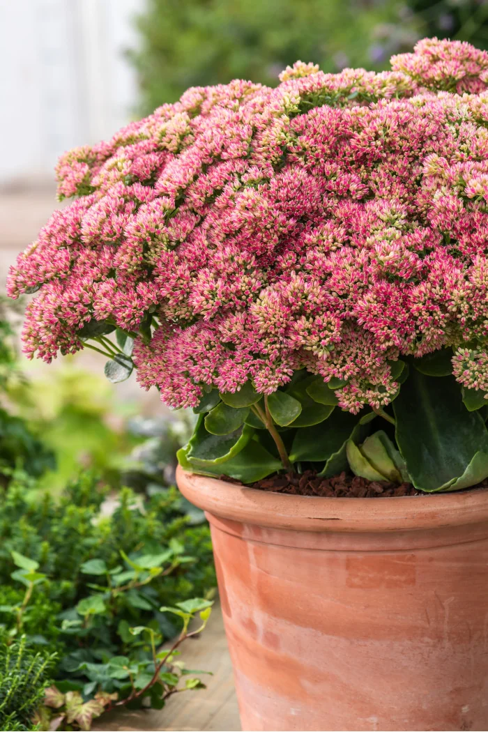 Rozchodnik karpacki 'Autumn Joy' | Sedum telephium