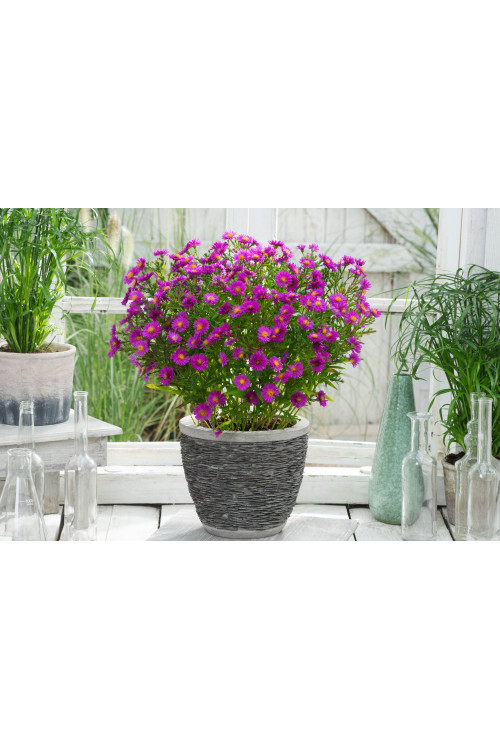 Aster krzaczasty 'Jenny' | Aster dumosus