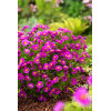 Aster krzaczasty 'Jenny' | Aster dumosus
