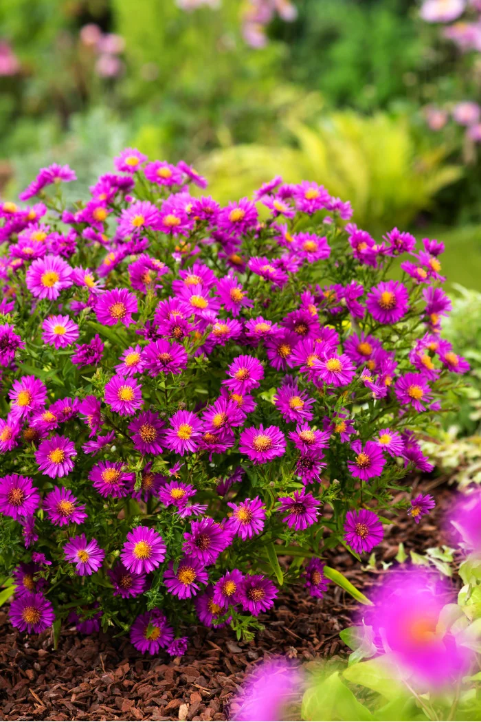 Aster krzaczasty 'Jenny' | Aster dumosus