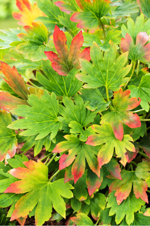 Mukdenia 'Karasuba' | Aceriphyllum