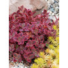 Rozchodnik 'SunSparkler Wildfire' | Sedum
