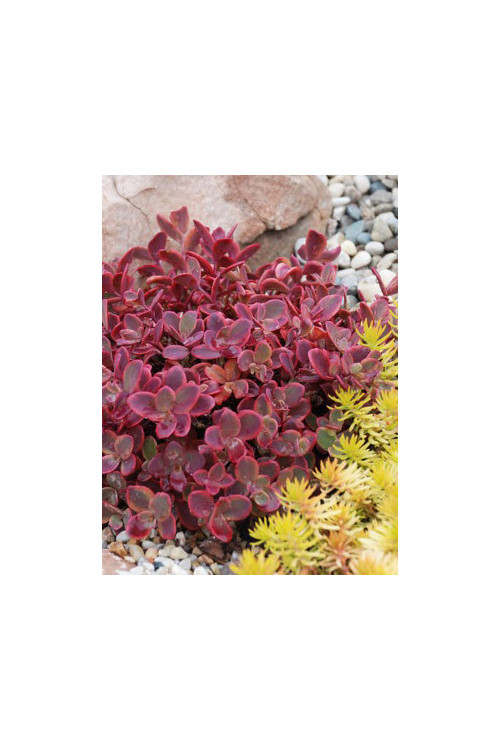Rozchodnik 'SunSparkler Wildfire' | Sedum