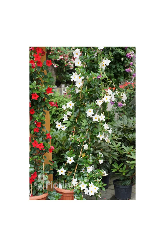 Sundaville 'Grand White' | Sundaville