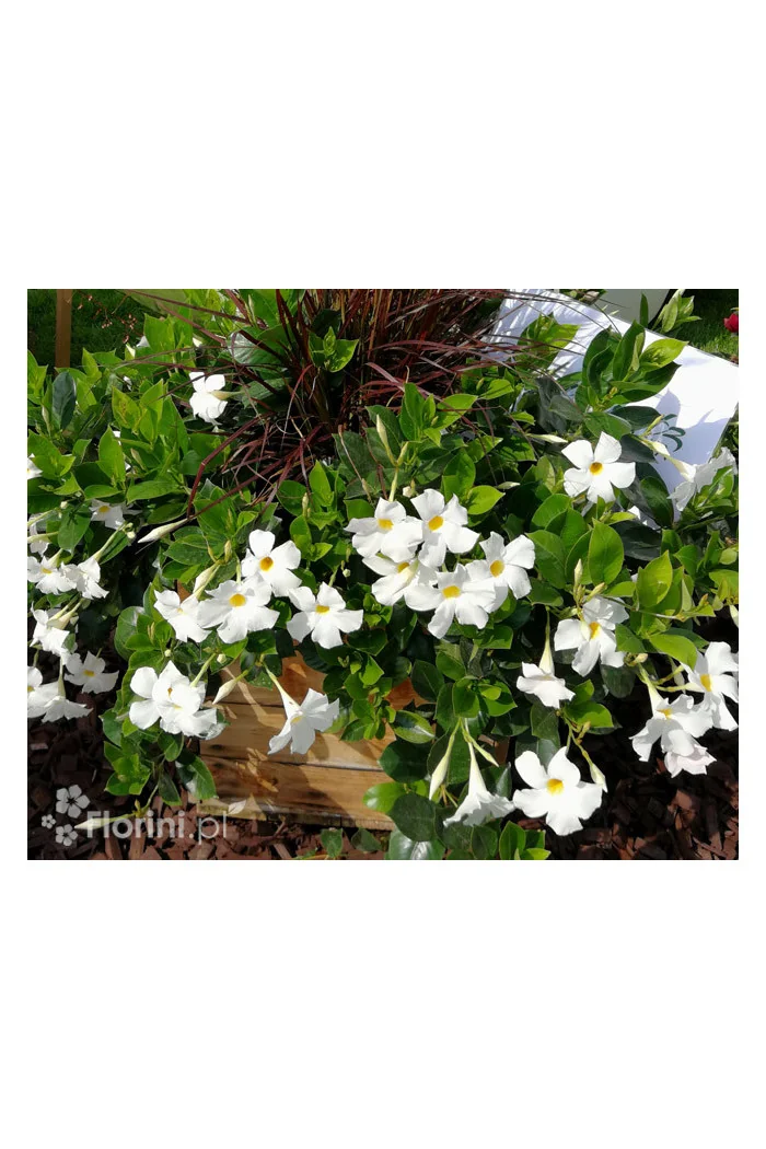 Sundaville 'Grand White' | Sundaville