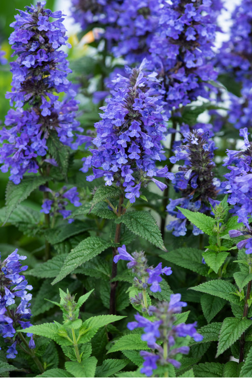 Kocimiętka 'Neptune' | Nepeta nervosa