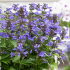 Kocimiętka 'Neptune' | Nepeta nervosa