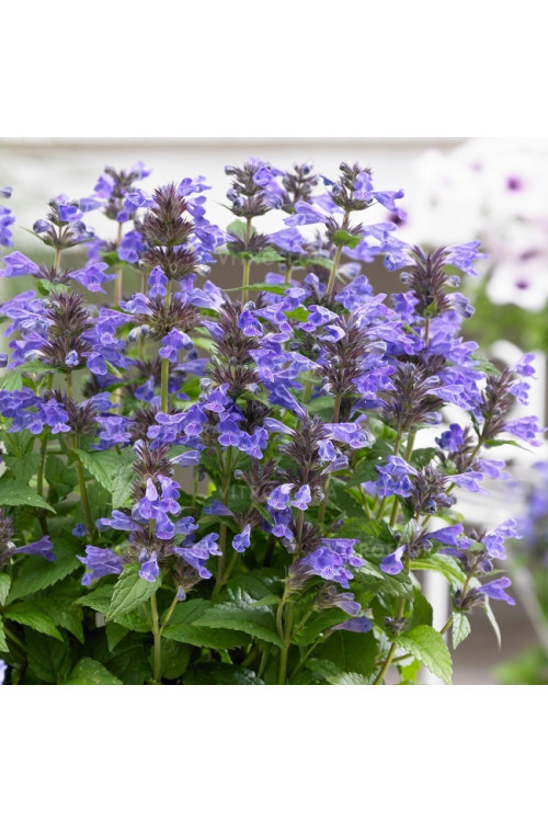 Kocimiętka 'Neptune' | Nepeta nervosa