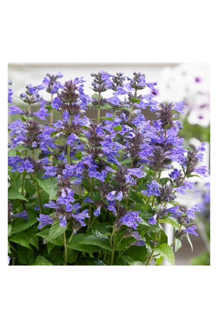 Kocimiętka 'Neptune' | Nepeta nervosa