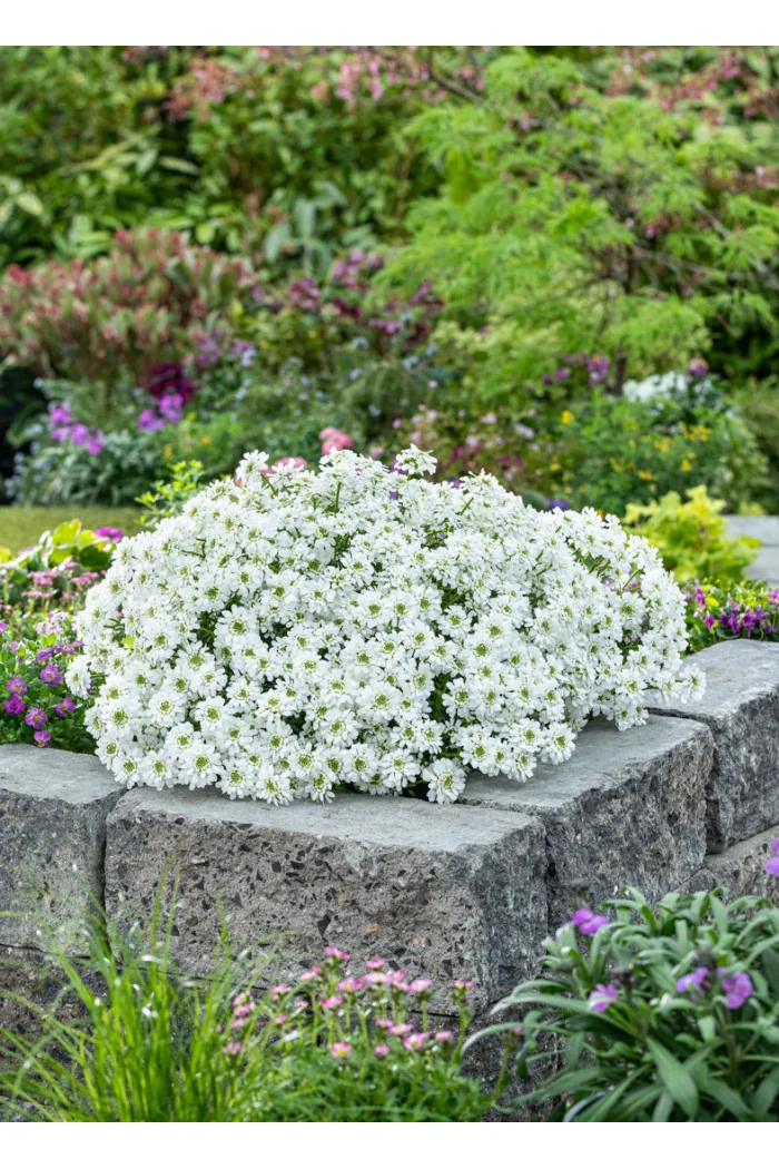 Ubiorek wieczniezielony 'Snowpatrol' | Iberis sempervirens