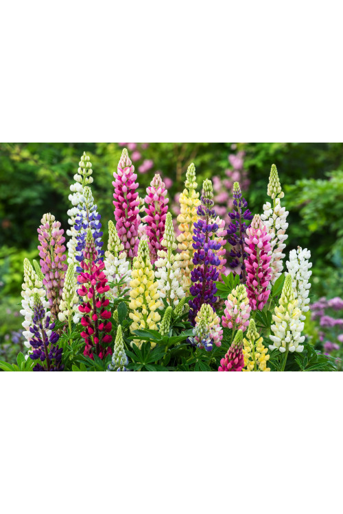 Łubin niski 'Gallery Blue' | Lupinus nanus russell