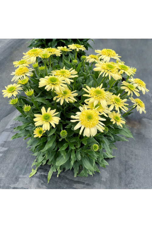 Jeżówka 'Sundial Zenith' | Echinacea