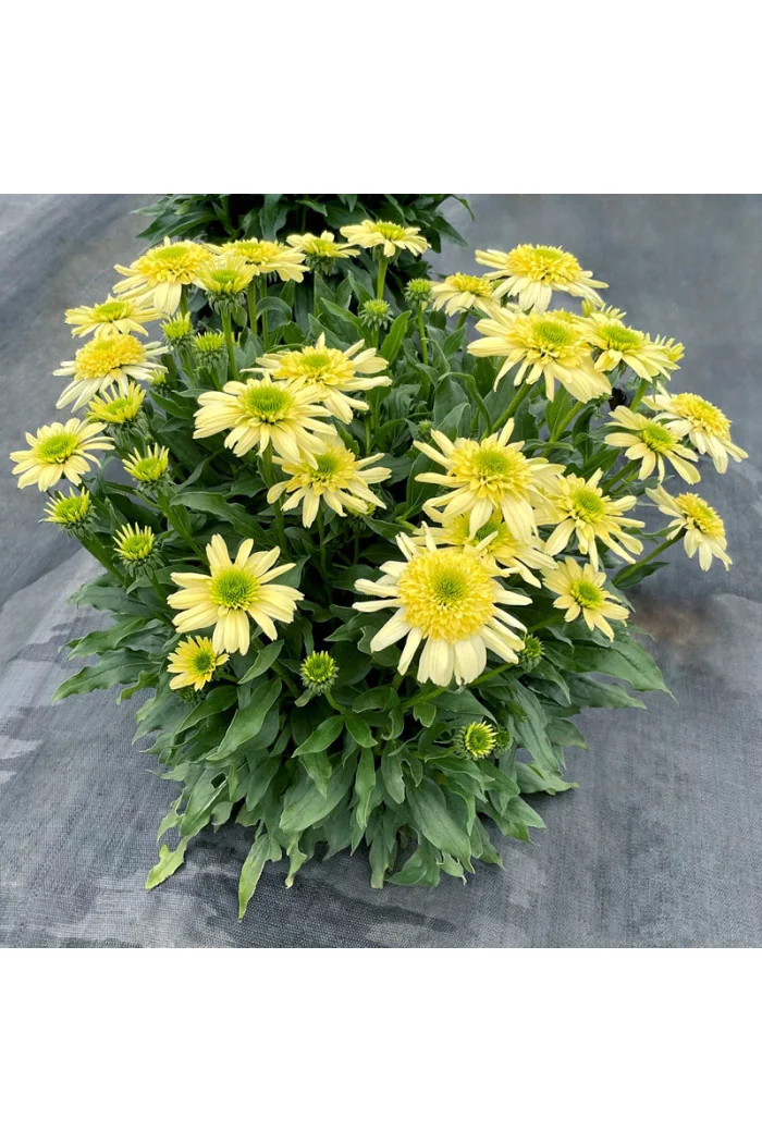 Jeżówka 'Sundial Zenith' | Echinacea