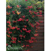 Milin amerykański 'Flamenco' | Campsis radicans