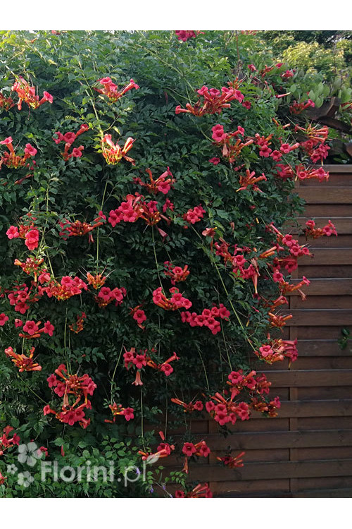 Milin amerykański 'Flamenco' | Campsis radicans