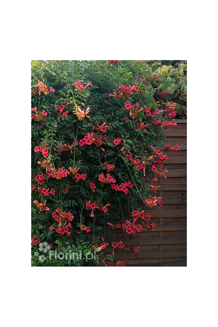 Milin amerykański 'Flamenco' | Campsis radicans