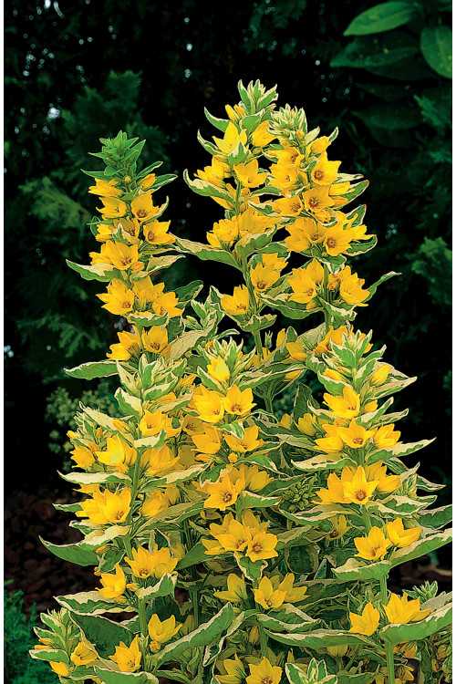 tojeść, tojeść Alexander, Lysimachia