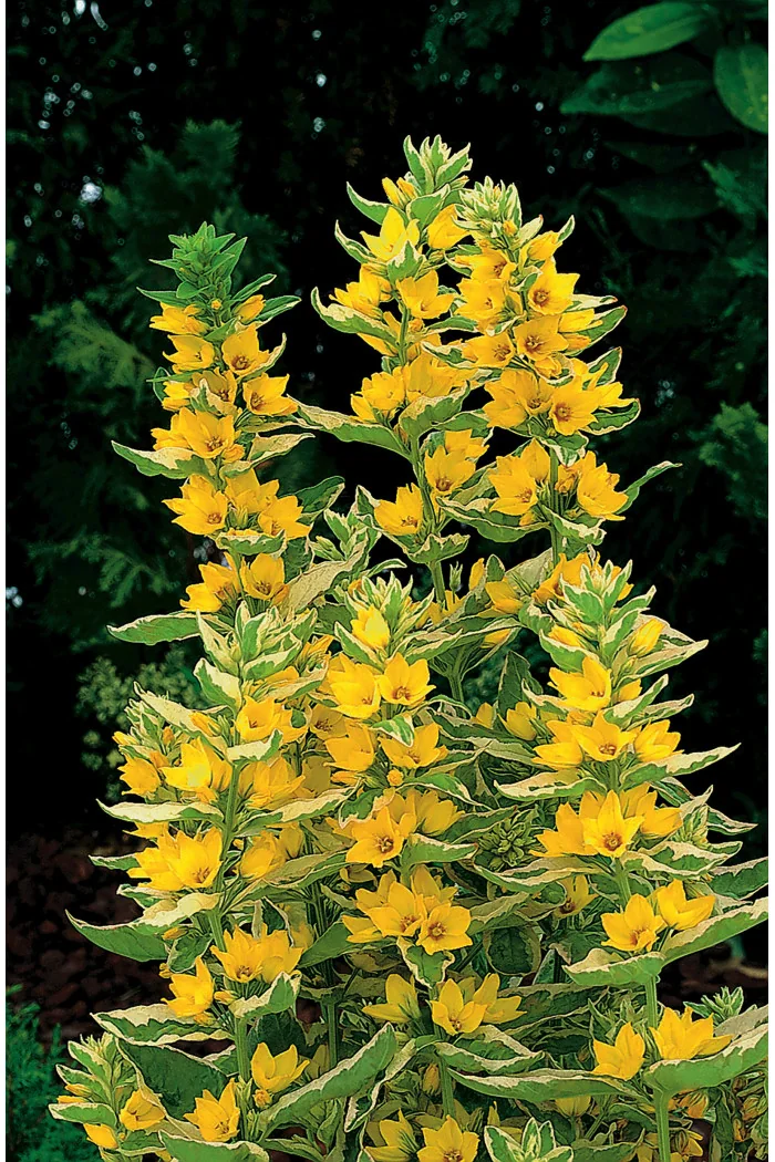 tojeść, tojeść Alexander, Lysimachia