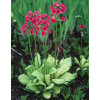 Pierwiosnek japoński 'Miller's Crimson' | Primula japonica