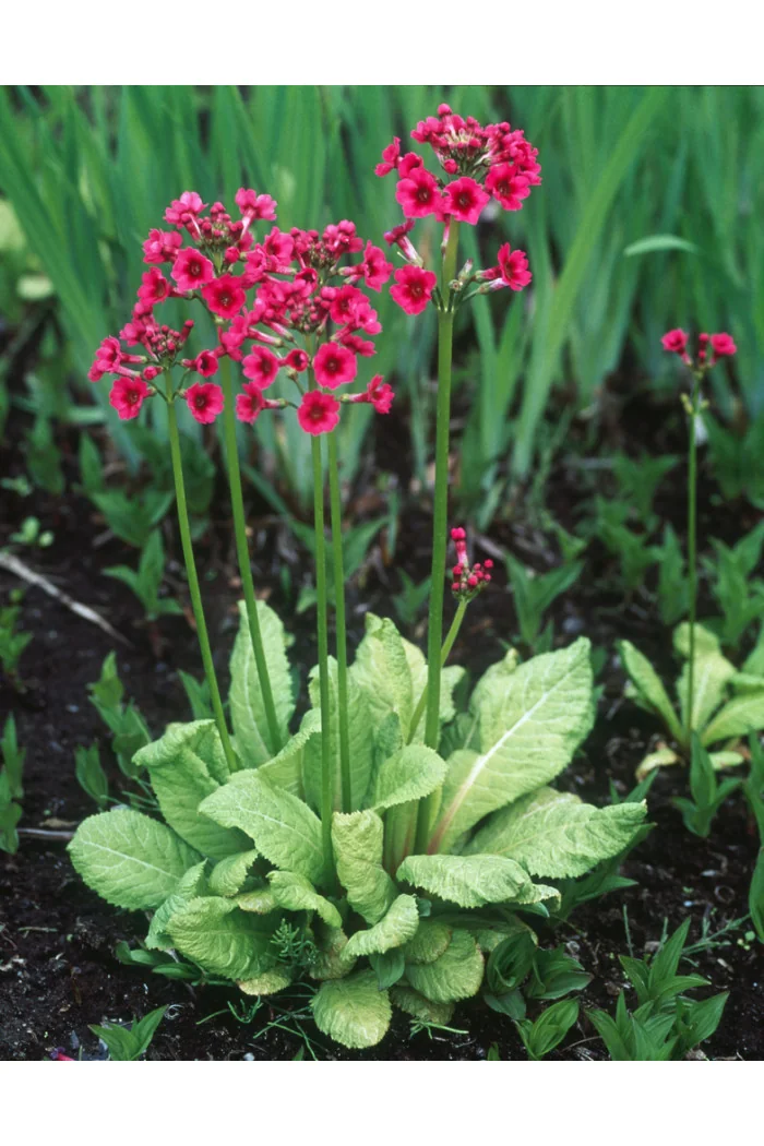 Pierwiosnek japoński 'Miller's Crimson' | Primula japonica
