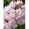 Żylistek mieszańcowy 'Pink Pom Pom' | Deutzia hybrida