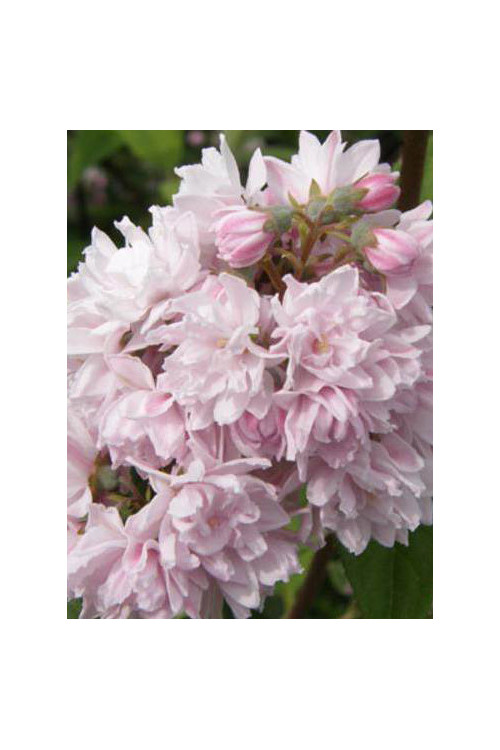 Żylistek mieszańcowy 'Pink Pom Pom' | Deutzia hybrida