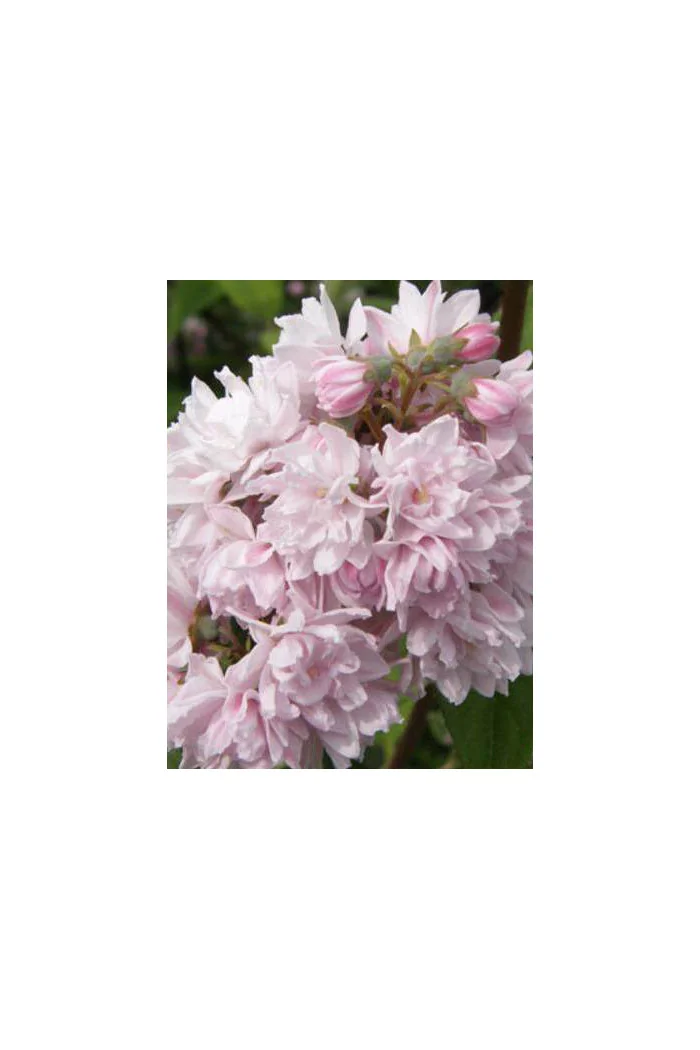 Żylistek mieszańcowy 'Pink Pom Pom' | Deutzia hybrida