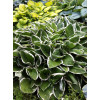 Funkia 'Francee' | Hosta