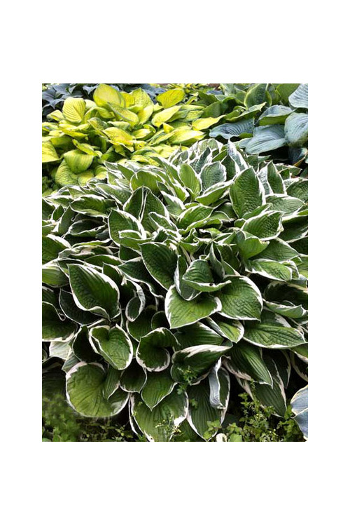 Funkia 'Francee' | Hosta