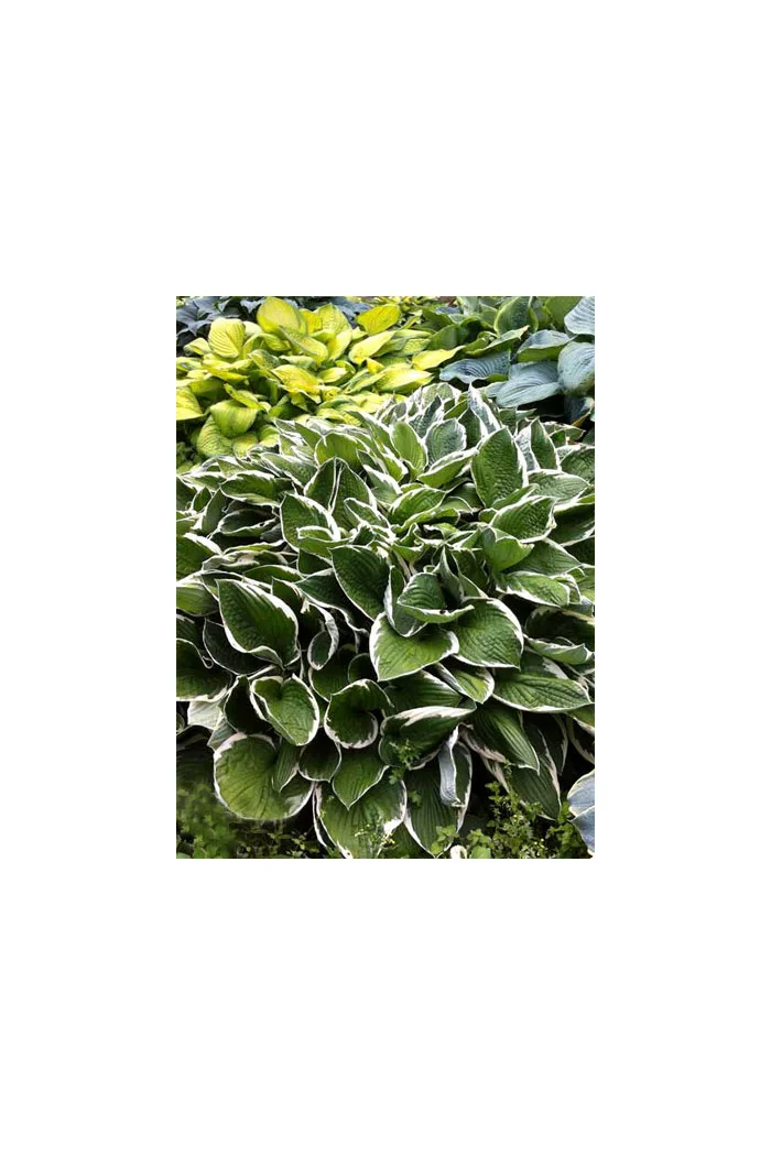 Funkia 'Francee' | Hosta