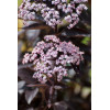 Bez czarny 'Black Beauty' (Gerda) | Sambucus nigra