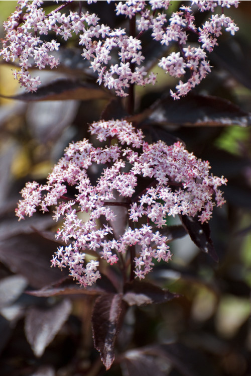 Bez czarny 'Black Beauty' (Gerda) | Sambucus nigra