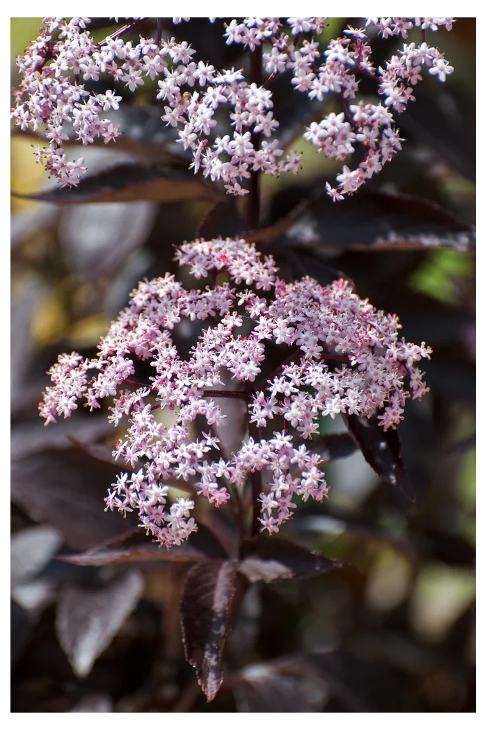 Bez czarny 'Black Beauty' (Gerda) | Sambucus nigra