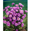 Aster nowobelgijski 'Marie Ballard' Aster novi-belgii