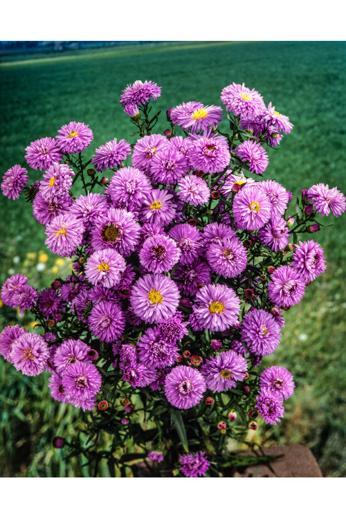 Aster nowobelgijski 'Marie Ballard' Aster novi-belgii