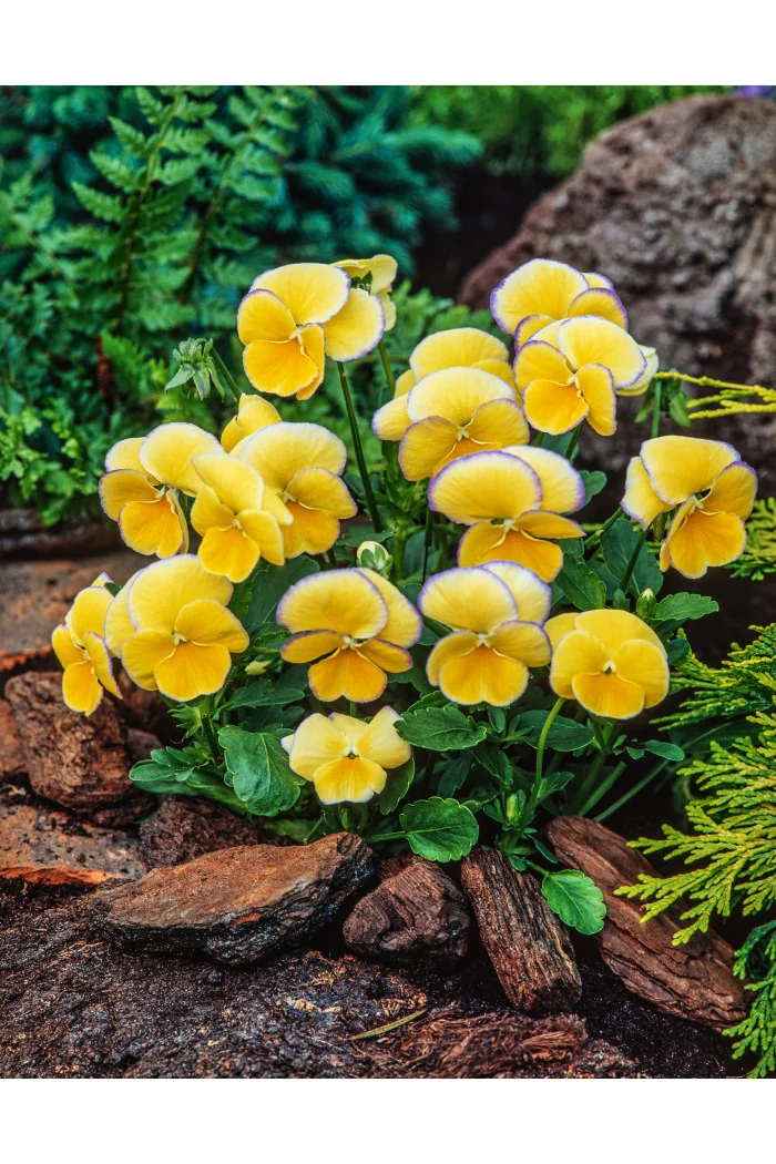 Bratek 'Etain' Viola cortuna