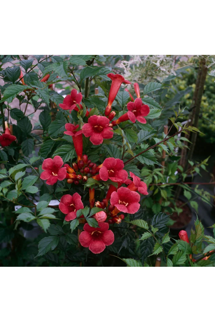 Milin amerykański 'Flamenco' | Campsis radicans