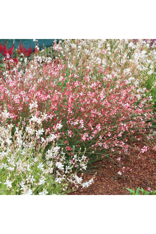 Gaura 'Siskiyou Pink'