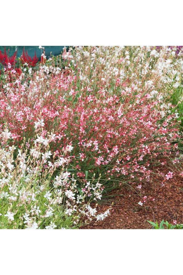 Gaura 'Siskiyou Pink'