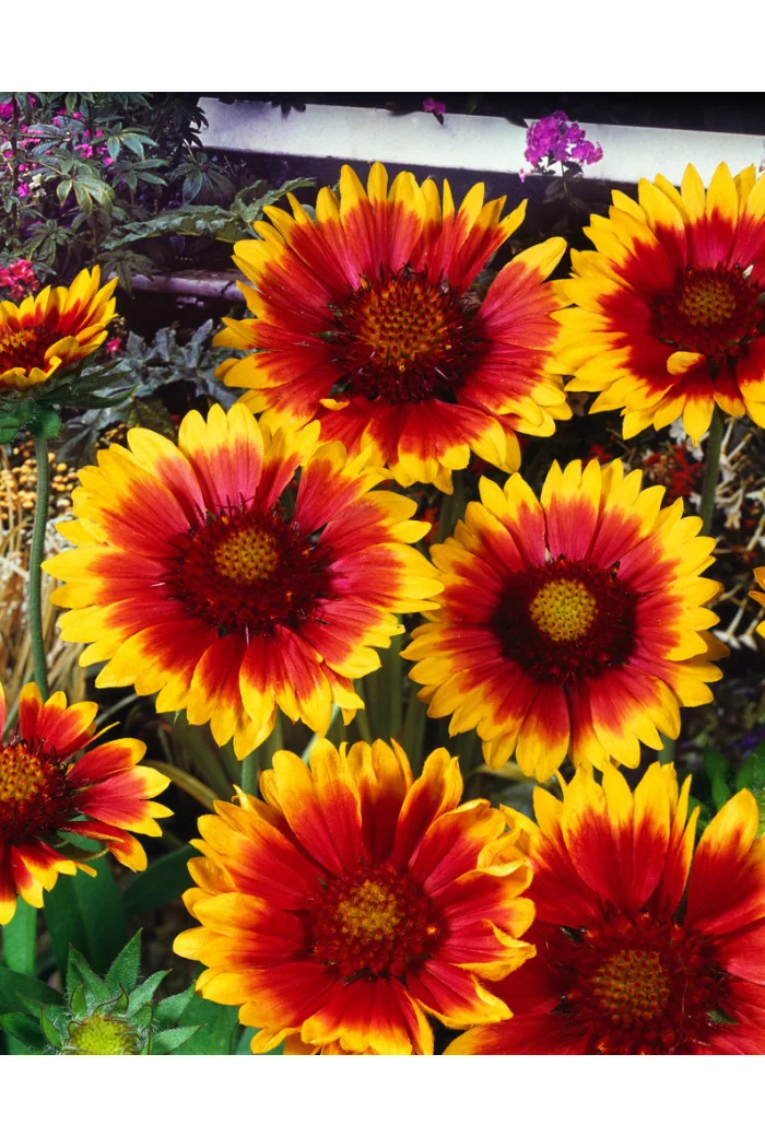 Gailardia 'Kobold' | Gailardia