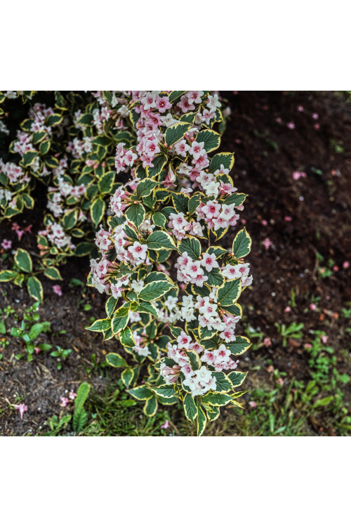 Krzewuszka cudowna 'Nana Variegata' Weigela florida