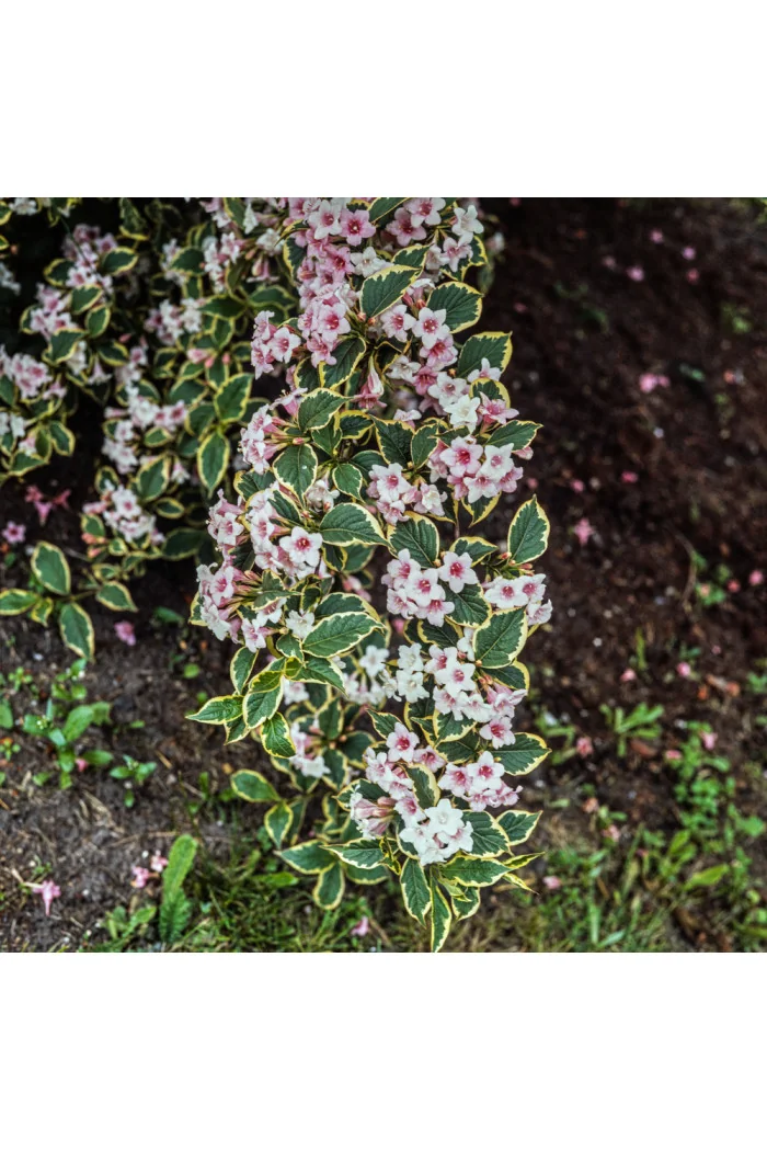 Krzewuszka cudowna 'Nana Variegata' Weigela florida